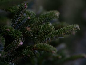 Weihnachtsbaum