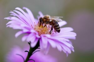 Biene auf Blume