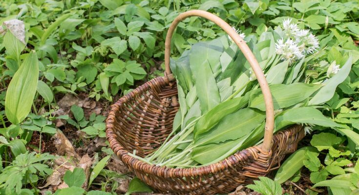 Bärlauch Blätter und Blüten in einem Korb