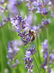 Biene mit Lavendel