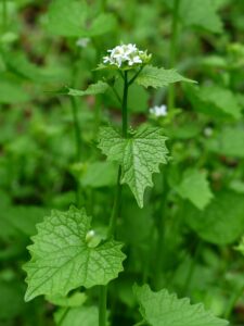 Wildkräuter Knoblauchsrauke