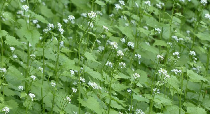 Wildkräuter Knoblauchsrauke