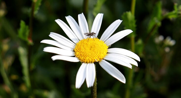 Stechmücken (Quelle: Pixabay.com)