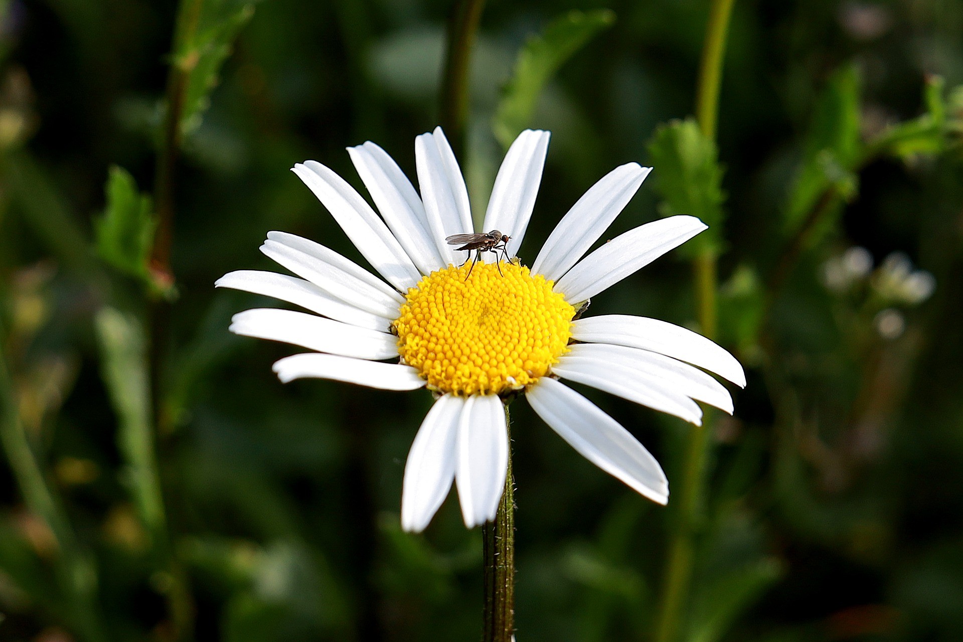 Stechmücken (Quelle: Pixabay.com)