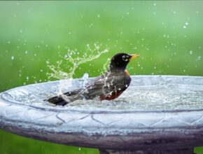 Vögel und Insekten im Sommer (Quelle: pixabay.com)