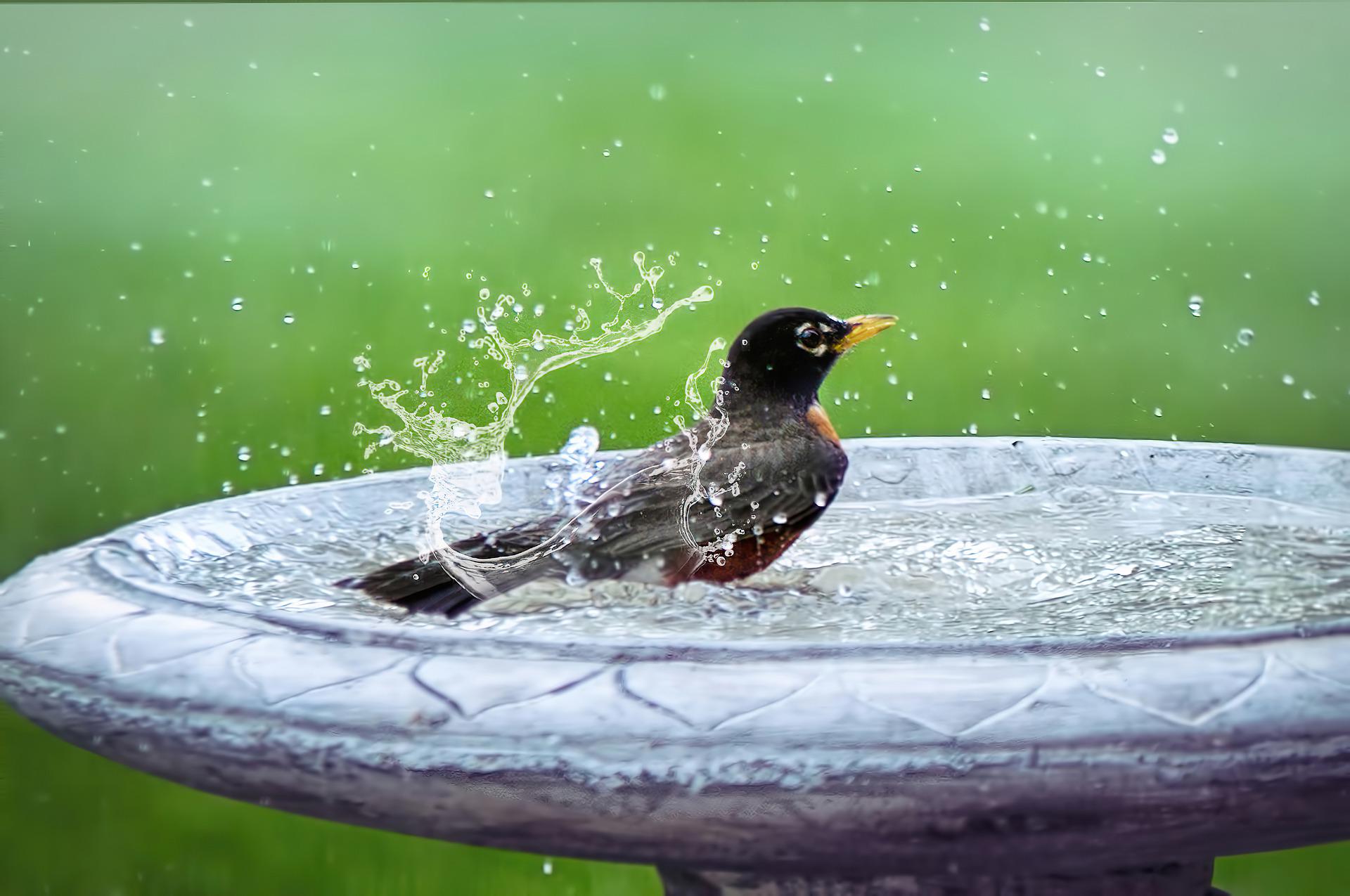 Vögel und Insekten im Sommer (Quelle: pixabay.com)