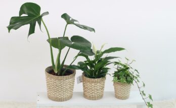 Drei grüne Zimmerpflanzen in Körben