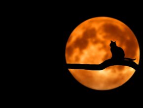 Vollmond / Beeinflusst der Mond unseren Schlaf? Quelle: Pixabay.com)