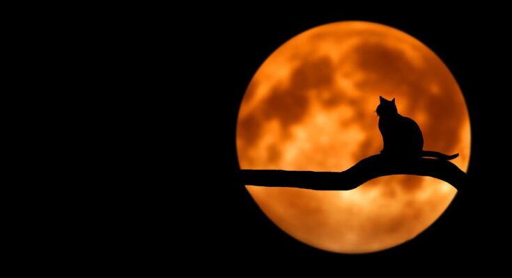 Vollmond / Beeinflusst der Mond unseren Schlaf? Quelle: Pixabay.com)