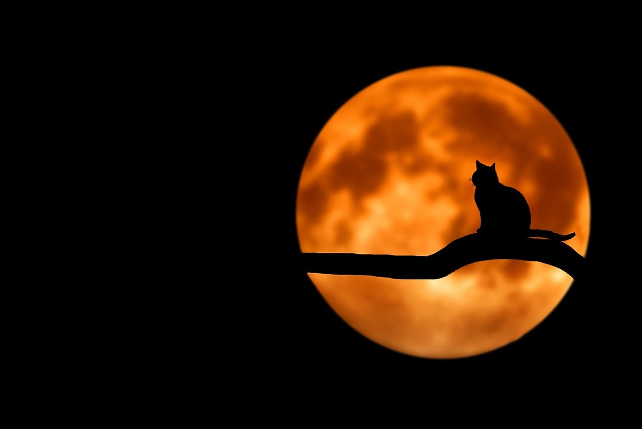 Vollmond / Beeinflusst der Mond unseren Schlaf? Quelle: Pixabay.com)