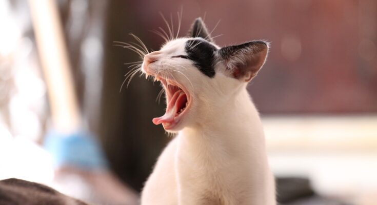 Warum leckt meine Katze mich ab? (Quelle: Pixabay.com)