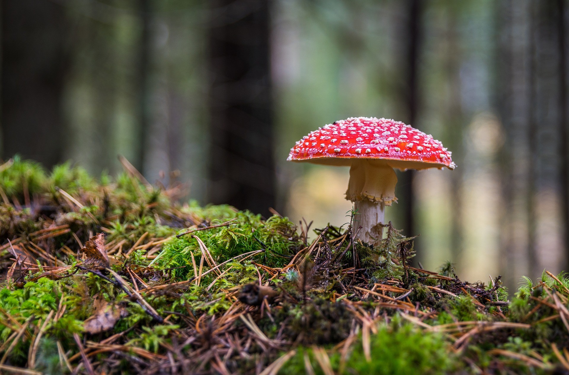 Was muss man beim Pilze sammeln beachten? (Quelle: Pixabay.com)