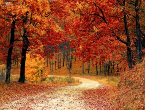 Warum wird Laub bunt? Herbstwald (Quelle: Pixabay.com)