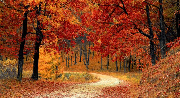 Warum wird Laub bunt? Herbstwald (Quelle: Pixabay.com)