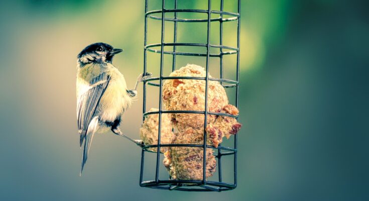 Futterknödel für Vögel