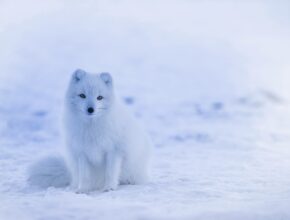 Polarfuchs / Weniger frieren im Winter (Quelle: Pixabay.com)