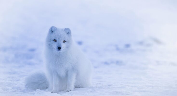 Polarfuchs / Weniger frieren im Winter (Quelle: Pixabay.com)