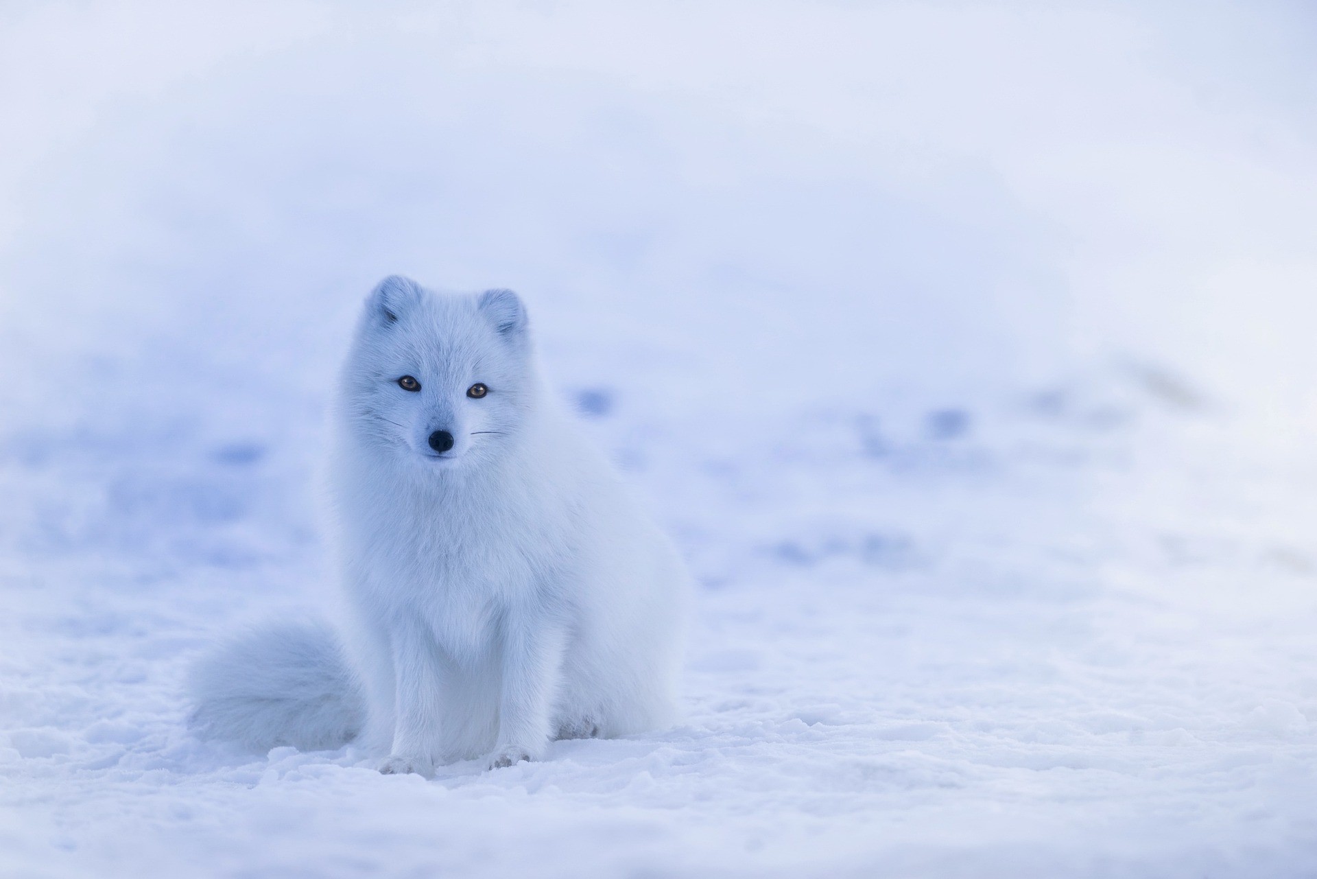 Polarfuchs / Weniger frieren im Winter (Quelle: Pixabay.com)