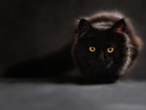 Schwarze Katze / Tiere zu Weihnachten (Quelle: Pixabay.com)