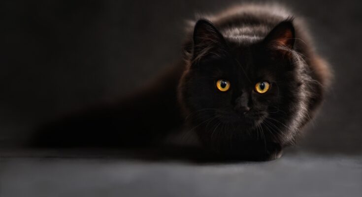 Schwarze Katze / Tiere zu Weihnachten (Quelle: Pixabay.com)