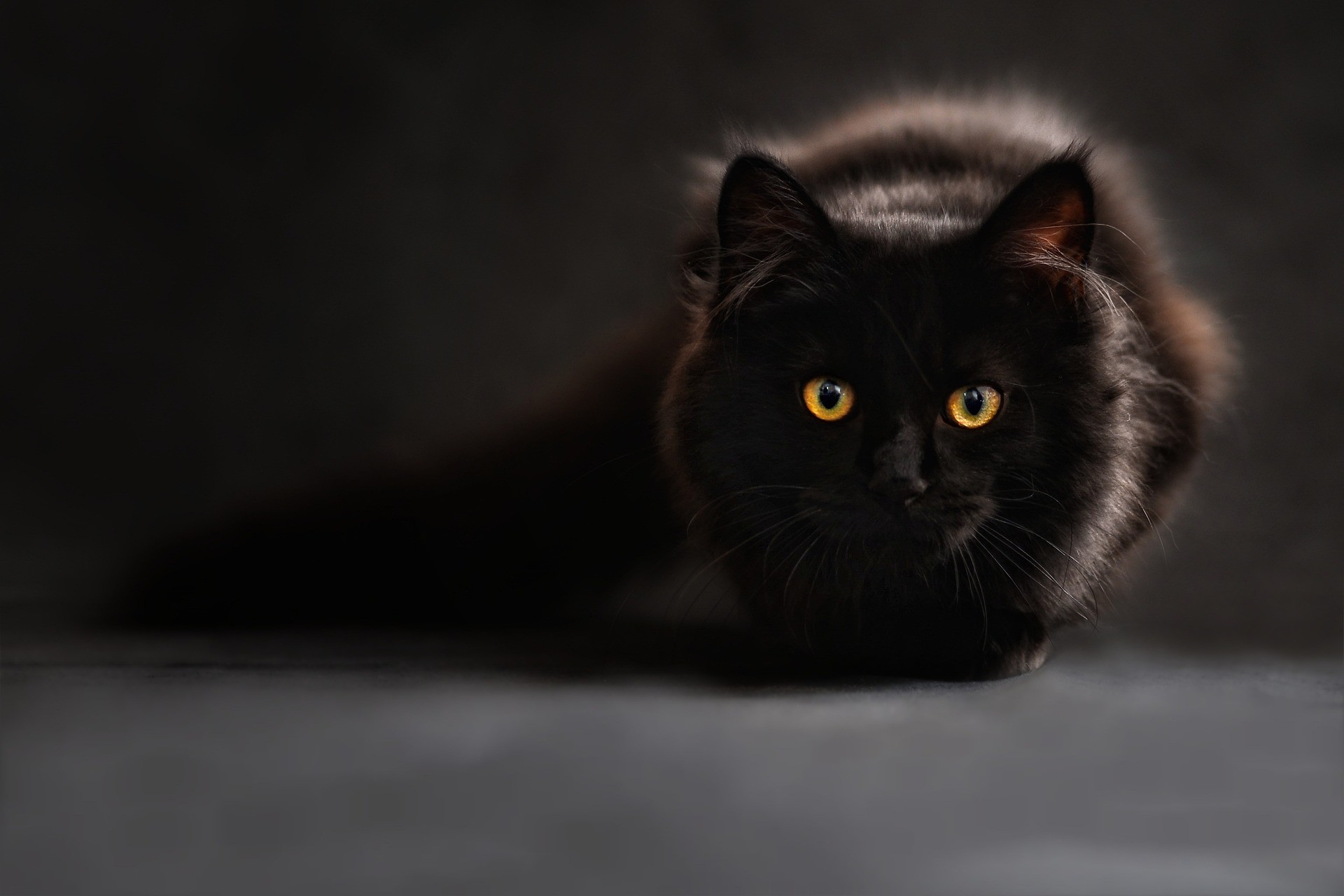 Schwarze Katze / Tiere zu Weihnachten (Quelle: Pixabay.com)
