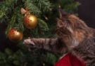 Wie entsorge ich einen Weihnachtsbaum? / Katze an Weihnachtsbaum (Quelle: Pixabay.com)