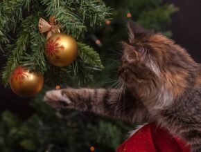 Wie entsorge ich einen Weihnachtsbaum? / Katze an Weihnachtsbaum (Quelle: Pixabay.com)