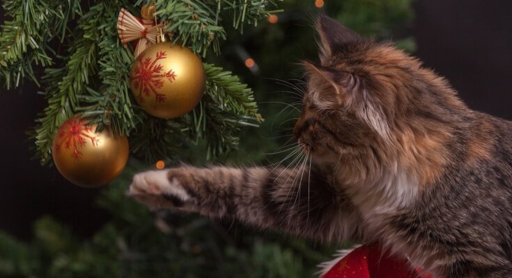 Wie entsorge ich einen Weihnachtsbaum? / Katze an Weihnachtsbaum (Quelle: Pixabay.com)