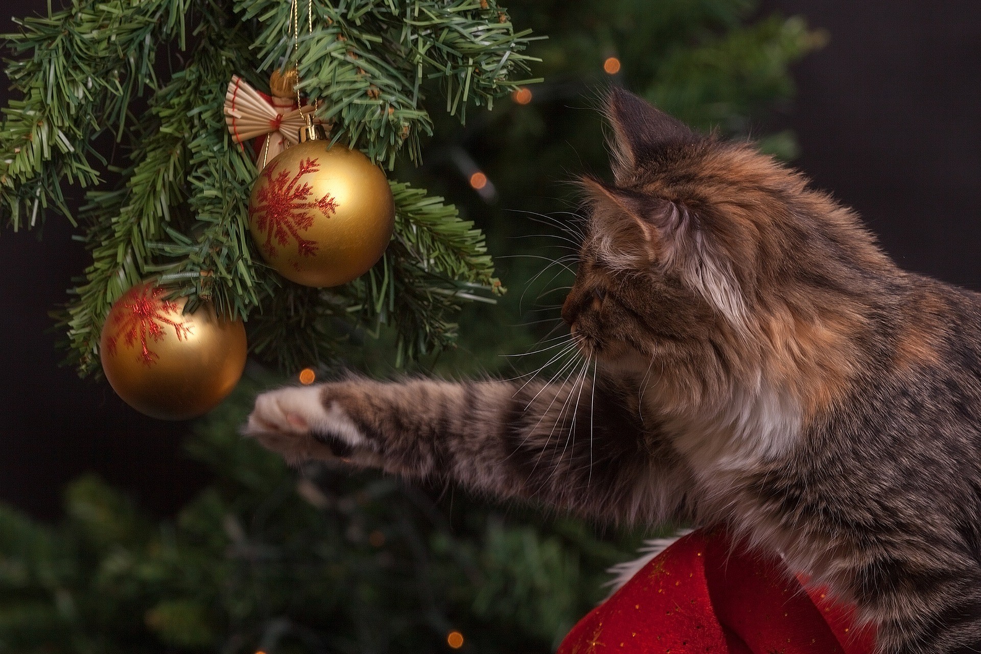 Wie entsorge ich einen Weihnachtsbaum? / Katze an Weihnachtsbaum (Quelle: Pixabay.com)