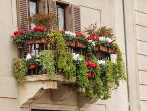 Hängepflanzen für deinen Balkon