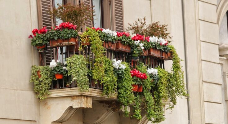 Hängepflanzen für deinen Balkon