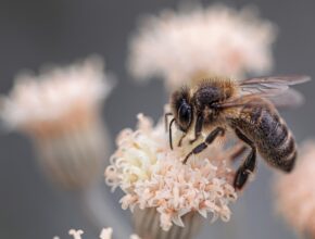 Tipps für einen bienenfreundlichen Garten