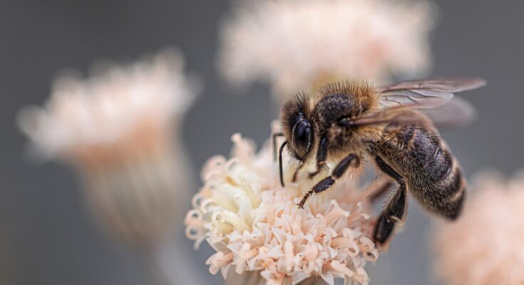 Tipps für einen bienenfreundlichen Garten