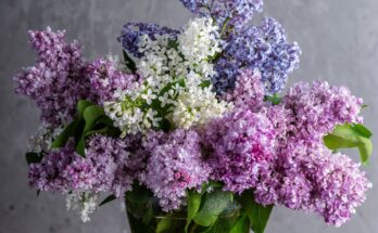 Schnittblumen länger frischhalten (Quelle: Pixabay.com)