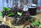 Holunderbeeren ernten