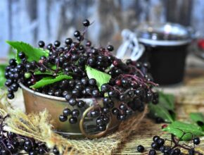 Holunderbeeren ernten