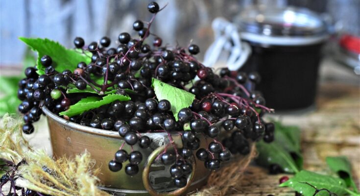 Holunderbeeren ernten