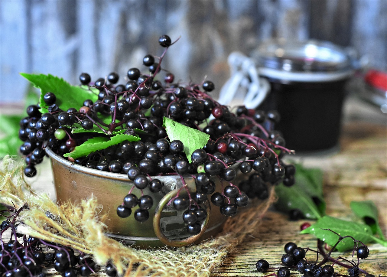 Holunderbeeren ernten