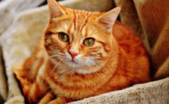 Katzenklo reinigen