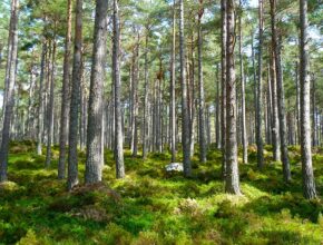 Waldbaden gesund und hilfreich