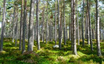 Waldbaden gesund und hilfreich