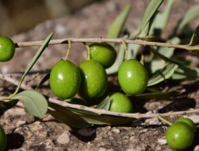 Mediterrane Ernährung