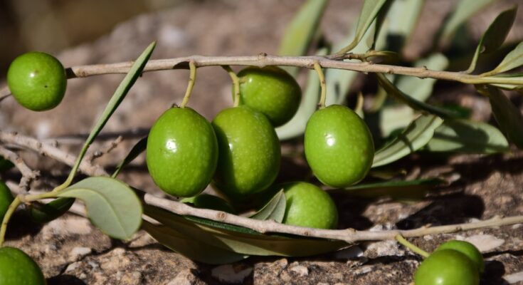 Mediterrane Ernährung