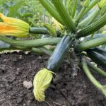 Zucchini-Dip