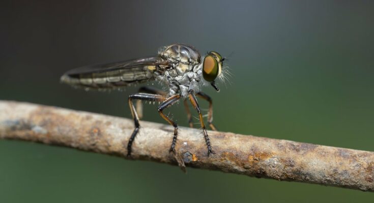 Insekten fernhalten