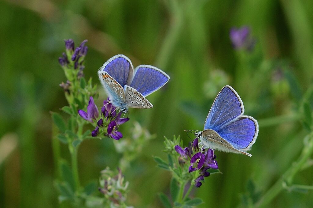 Schmetterlinge im Garten anlocken