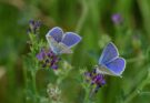 Schmetterlinge im Garten anlocken: Tipps für einen lebendigen Naturraum