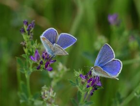 Schmetterlinge im Garten anlocken