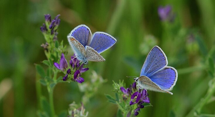 Schmetterlinge im Garten anlocken