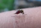 Insektenspray